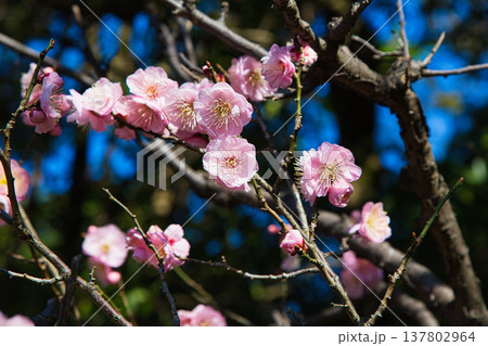 春の訪れを告げる梅や河津桜 137802964