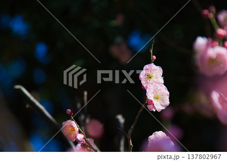 春の訪れを告げる梅や河津桜 137802967