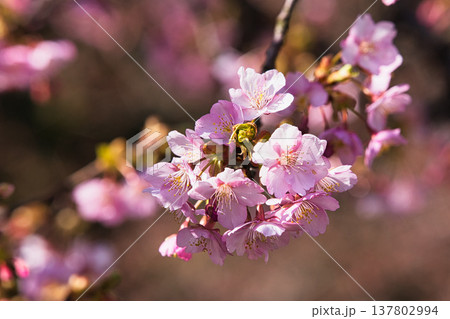 春の訪れを告げる梅や河津桜 春の訪れを告げる梅や河津桜 137802994