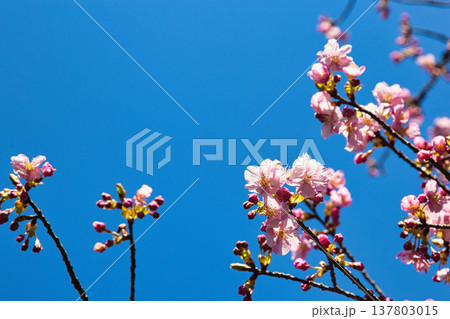 春の訪れを告げる梅や河津桜 137803015