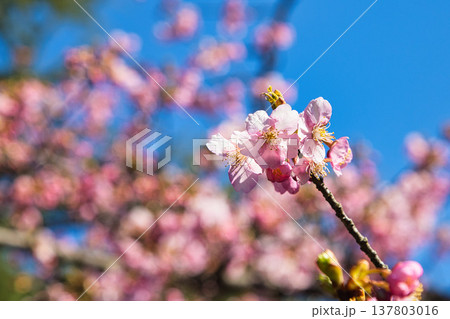 春の訪れを告げる梅や河津桜 春の訪れを告げる梅や河津桜 137803016