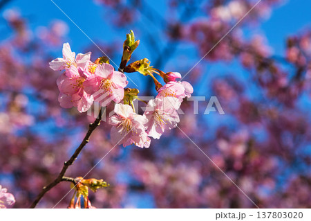 春の訪れを告げる梅や河津桜 137803020