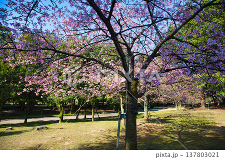 春の訪れを告げる梅や河津桜 137803021