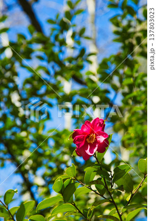 春の訪れを告げる梅や河津桜 137803023