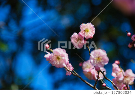 春の訪れを告げる梅や河津桜 137803024