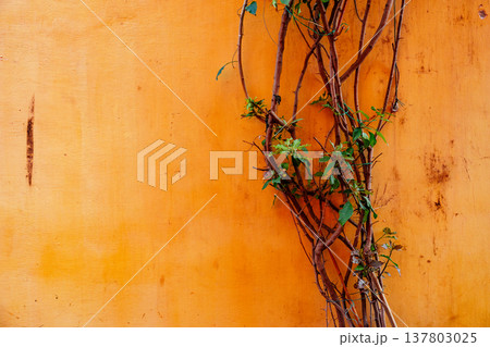 Vine growing on an orange wall in a sunny area during the day 137803025