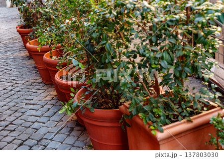 Plants in large pots line a cobblestone street in a city during the day 137803030