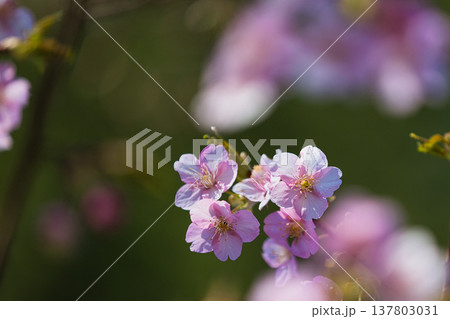 春の訪れを告げる梅や河津桜 春の訪れを告げる梅や河津桜 137803031