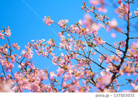 春の訪れを告げる梅や河津桜 137803035
