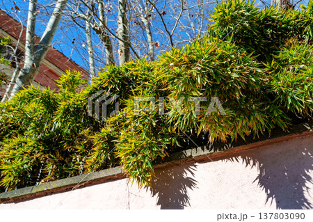 Green plants growing on top of a wall under a bright blue sky in daytime Green plants growing on top of a wall under a bright blue sky in daytime 137803090