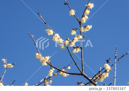 爽やかな青空を背に軽やかくに咲くソシンロウバイの花 137803167