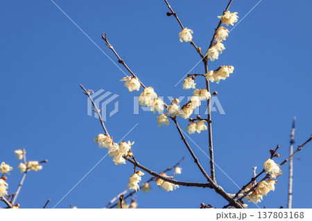 爽やかな青空を背に軽やかくに咲くソシンロウバイの花 137803168