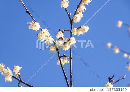 爽やかな青空を背に軽やかくに咲くソシンロウバイの花 137803169