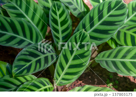 カラテア・ゼブリナの葉の造形美【背景素材】 137803175
