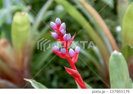 がくは赤紫色でエクメア・バイルバッヒーは着生植物 137803176