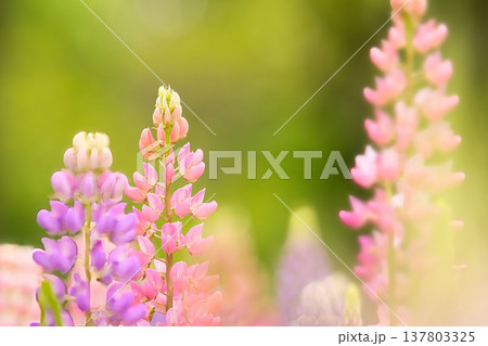 可愛いルピナスの花 137803325