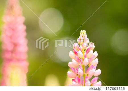 春の訪れを告げるルピナスの花 春の訪れを告げるルピナスの花 137803326