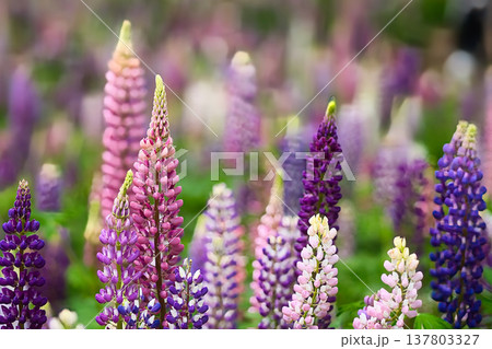 美しいルピナスの花 137803327