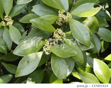 モクレイシの花 137803424