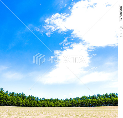 爽やかな風が吹く初夏の北海道美瑛町の丘の上の風景と青空 爽やかな風が吹く初夏の北海道美瑛町の丘の上の風景と青空 137803661