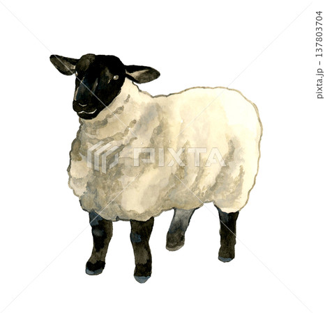 顔が黒色の羊（サフォーク種）　動物・干支の手描き水彩イラスト素材 137803704