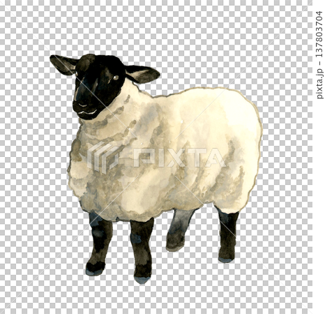 顔が黒色の羊（サフォーク種）　動物・干支の手描き水彩イラスト素材 137803704
