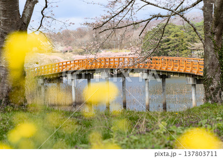 宮城平筒沼ふれあい公園の橋と満開の桜並木と菜の花 137803711