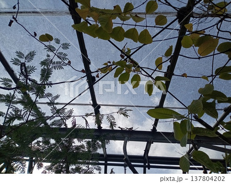 温室からの風景 温室からの風景 137804202