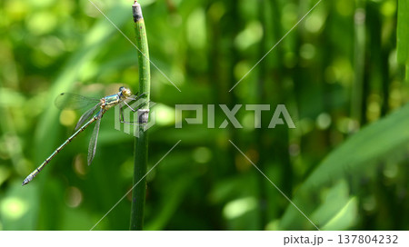 メタリックなイトトンボが緑の中、トクサにつかまっている 137804232