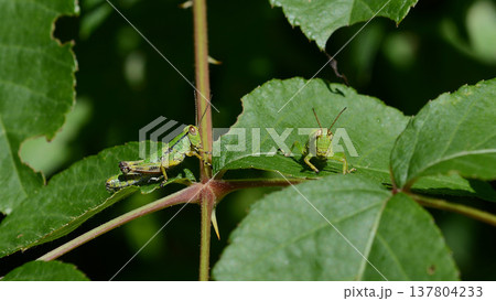 夏の葉の上でバッタの兄弟がこちらを見ている 137804233