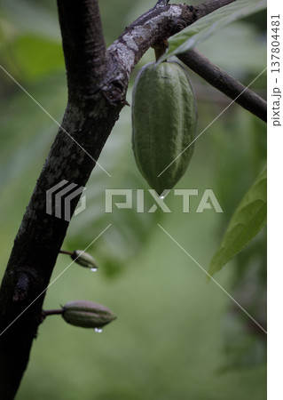 Fresh cocoa pods on the cocoa tree are covered in morning dew. Natural light. Selective focus. 137804481