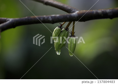 Close-up of cocoa pods with water droplets under soft morning sunlight. Selective focus. 137804483