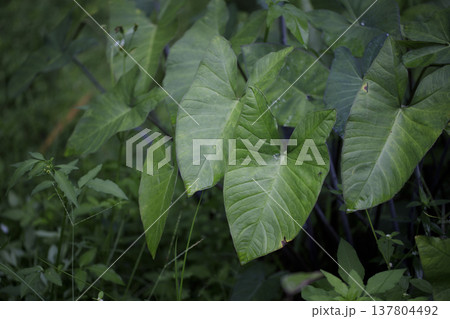 Close-up of taro plant leaves with natural texture and green tones. 137804492