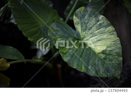 Large taro leaves thriving in a humid agricultural setting. Colocasia esculenta plant in a natural wetland habitat. 137804493