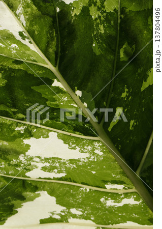 Close-up of Colocasia esculenta leaves growing in a tropical environment 137804496