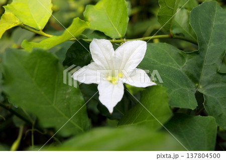 Ivy gourd flower blooming and leaves. Ivy gourd flower blooming and leaves. 137804500