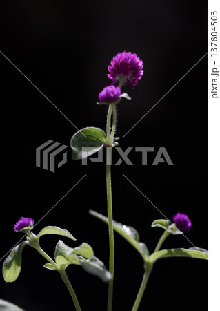 Close-up of globe amaranth with vibrant purple spherical flowers on black background Close-up of globe amaranth with vibrant purple spherical flowers on black background 137804503