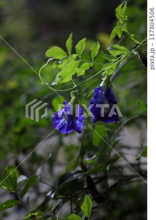 Vibrant blue butterfly pea flowers growing on a vine Vibrant blue butterfly pea flowers growing on a vine 137804506