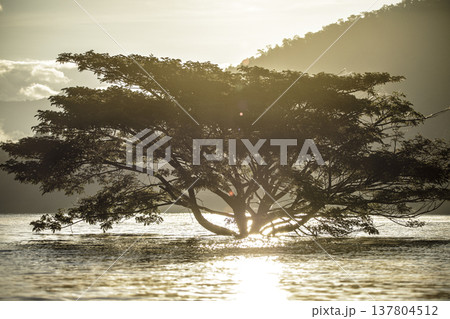 Natural landscape with fog, water, and a solitary tree in harmony. 137804512