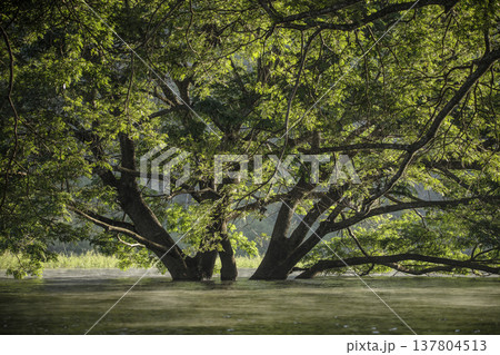 Quiet and peaceful scene of a tree in water under soft mist. 137804513
