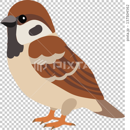 cute sparrow bird cartoon illustration minimal style small bird illustration for kids nature and wildlife theme 137804562