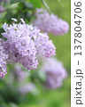 雨上がり　ライラックの花 137804706