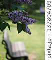 公園のライラックの花 137804709