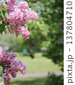 公園のライラックの花 137804710