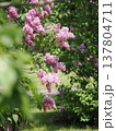 公園のライラックの花 137804711