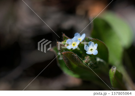小さなキュウリグサの花 小さなキュウリグサの花 137805064