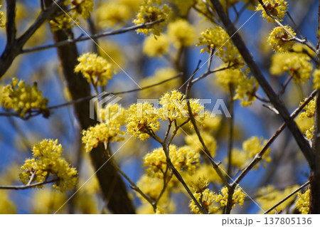 黄色いサンシュユの花 黄色いサンシュユの花 137805136