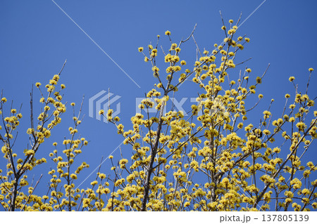 黄色いサンシュユの花 137805139