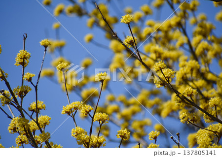 黄色いサンシュユの花 黄色いサンシュユの花 137805141
