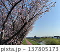 春の一本道と青空に映える桜 137805173